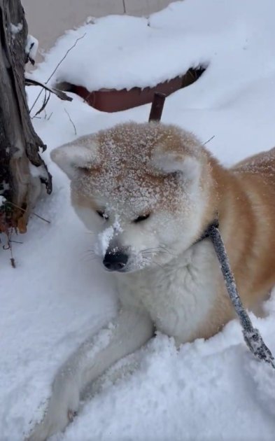 お顔も雪だらけ