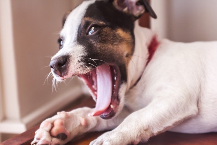 あくびをしながらこちらを見る犬