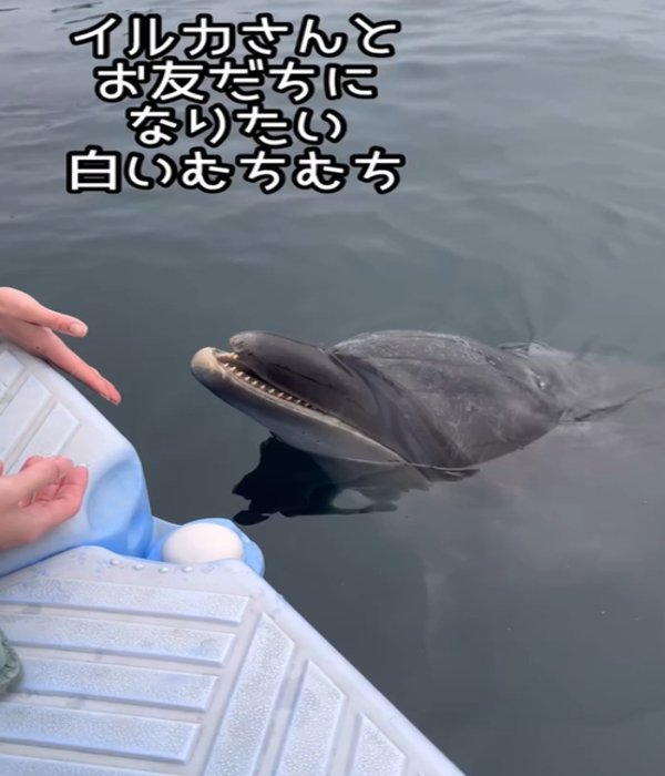 イルカと触れ合う飼い主