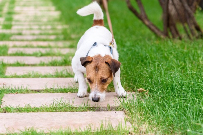 散歩中に匂いを嗅ぐ犬