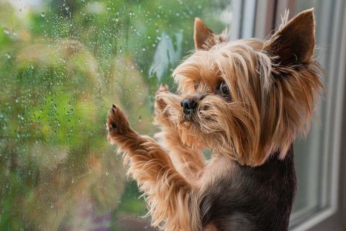 雨の窓を見るヨークシャーテリア