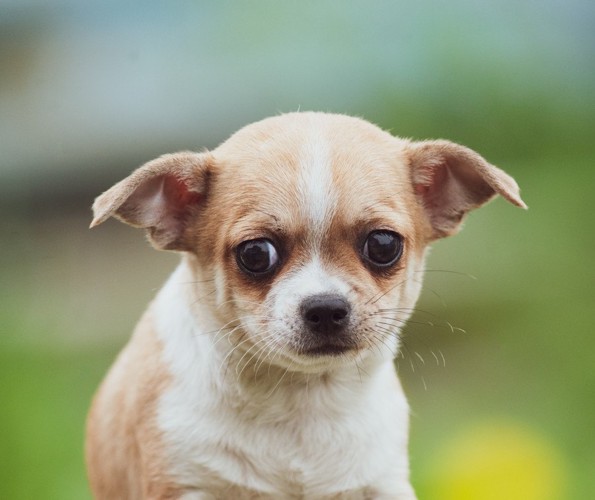 目を逸らす犬