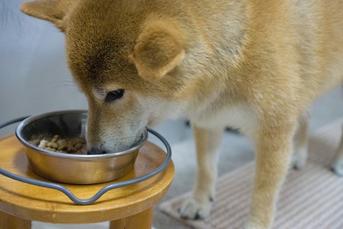 食事台を使う犬