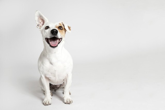 座ってこちらを見つめながら笑顔な犬