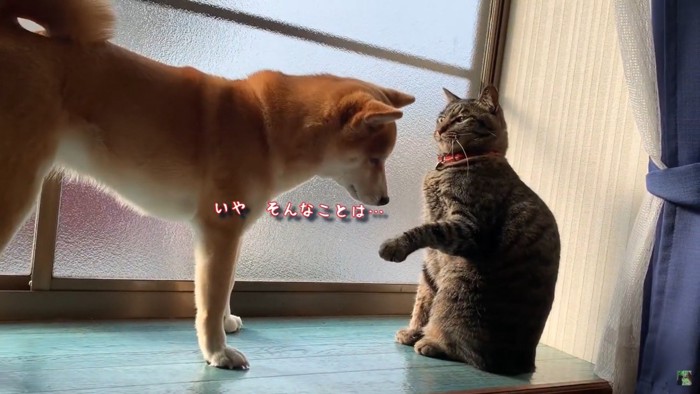 窓辺の犬と猫