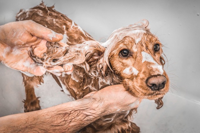 シャンプーされている犬