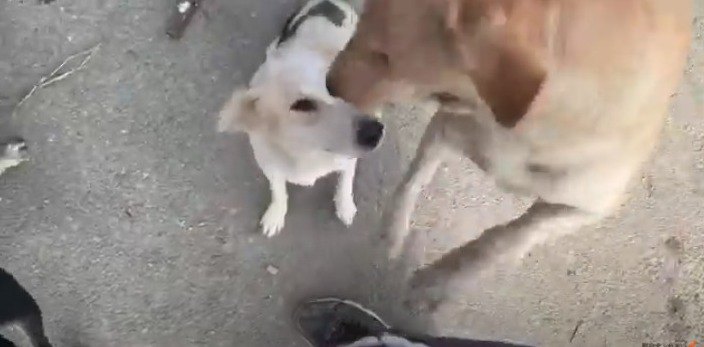 2匹の野良犬