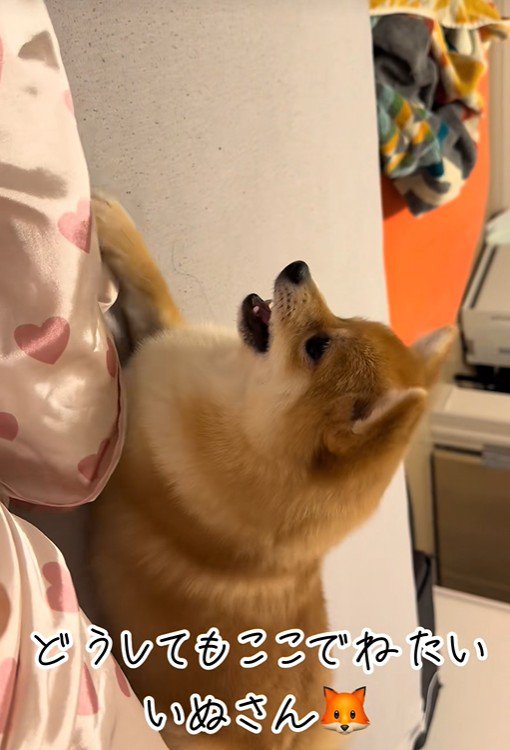 今度はベッドを叩いて抗議