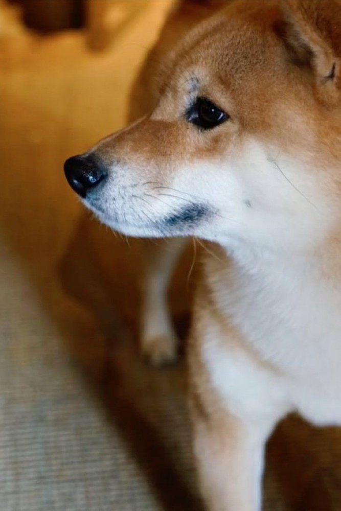 柴犬の横顔