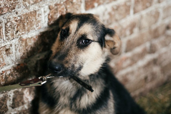 怯えてリードを引っ張る犬