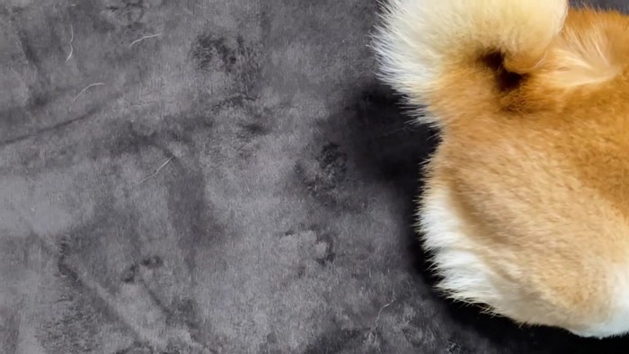 肉球スタンプが可愛い♡