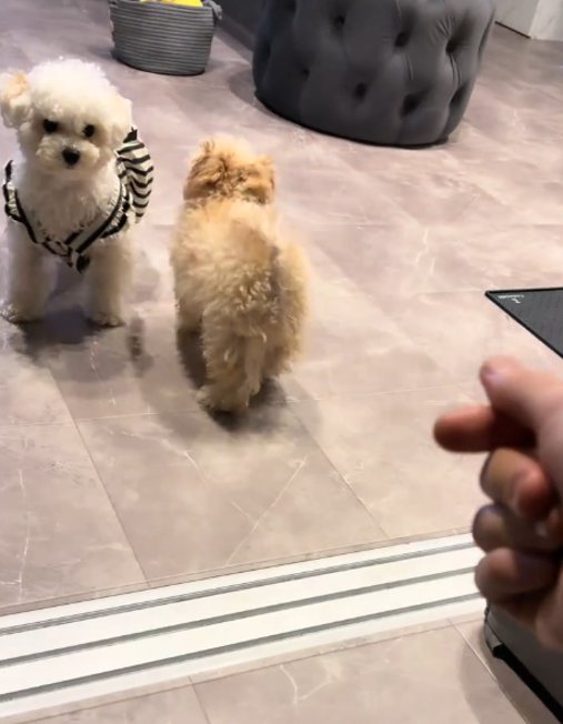 止まる犬1