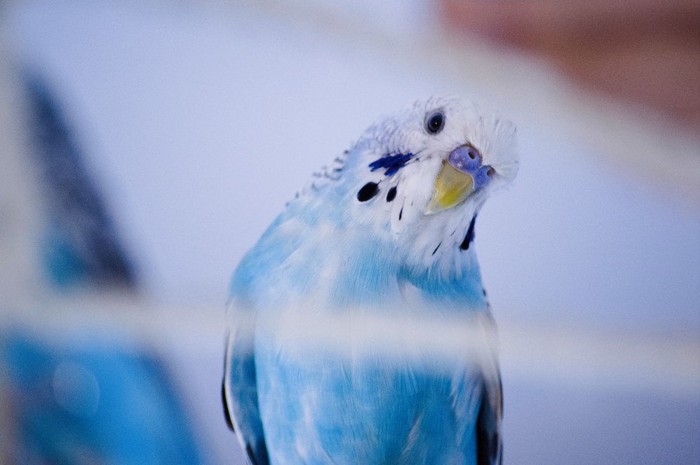 首を傾げる青いセキセイインコ