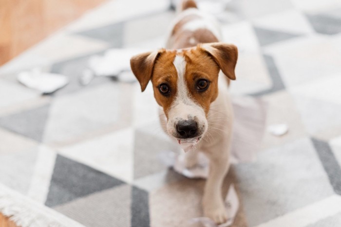 不安そうな表情で見つめる犬