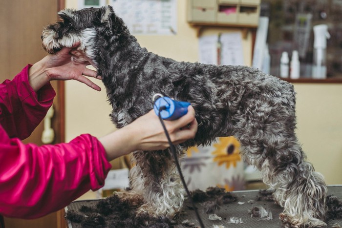 バリカンでトリミング中の犬