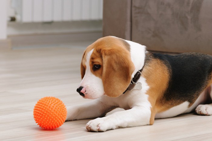 ボールに唸る犬