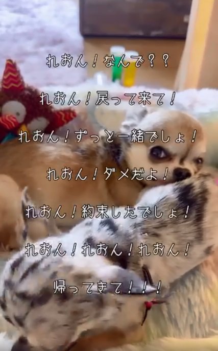 玲音くんと風音ちゃん4