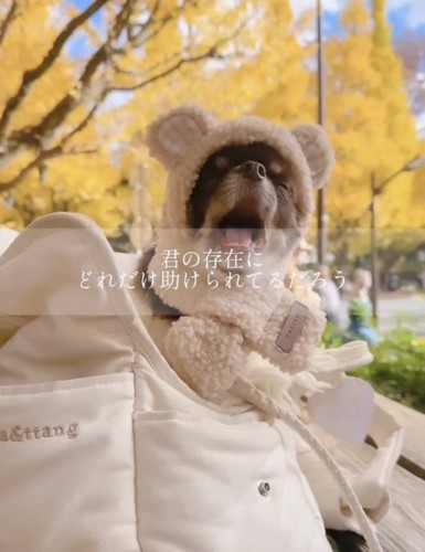 毛布にくるまれて眠る犬