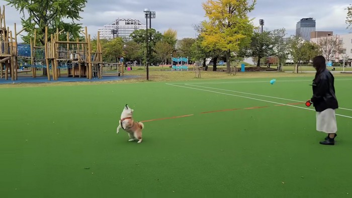 楽しそうに遊んでいたけれど…