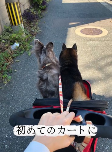 カートに乗って散歩する2匹の犬