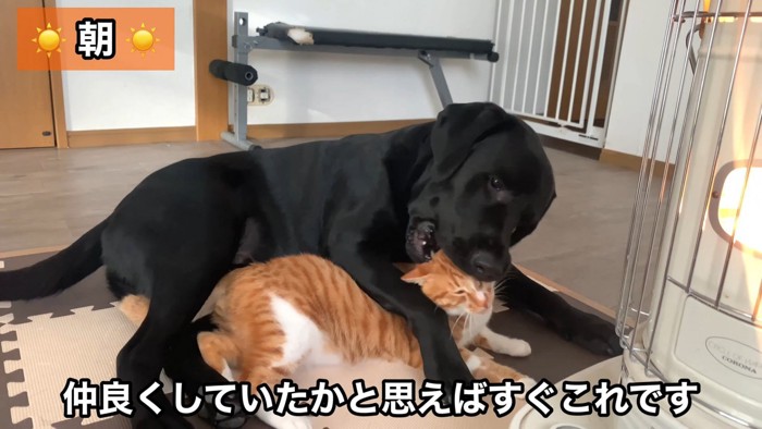 喧嘩が始まりました