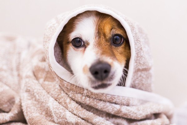 タオルに包まれる犬