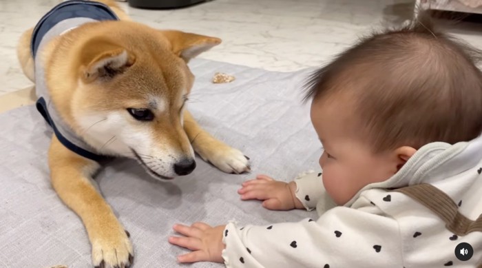 鳴き声で訴える柴犬