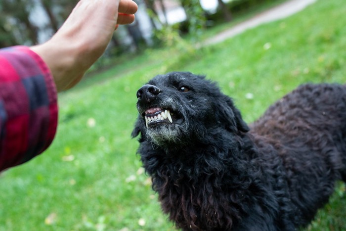 触れられて威嚇する黒い大型犬