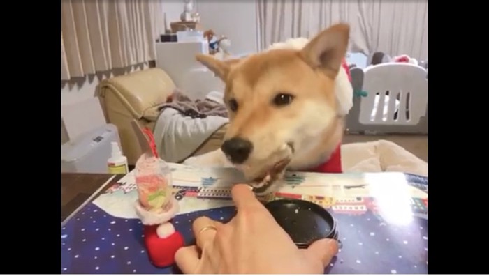 ケーキを頬張っている犬