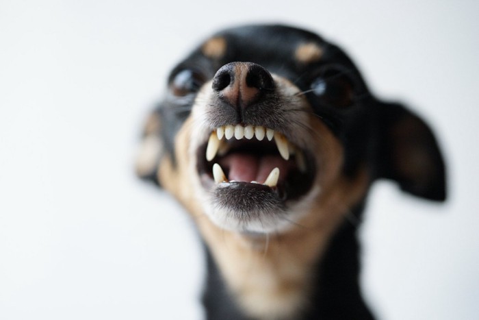 怒った顔の黒い小型犬