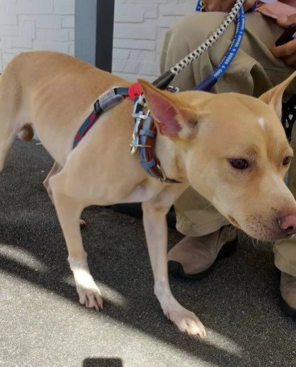 フィラリア症が発覚