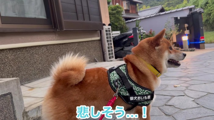 悲しそう…