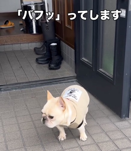 鼻息で不満を表現