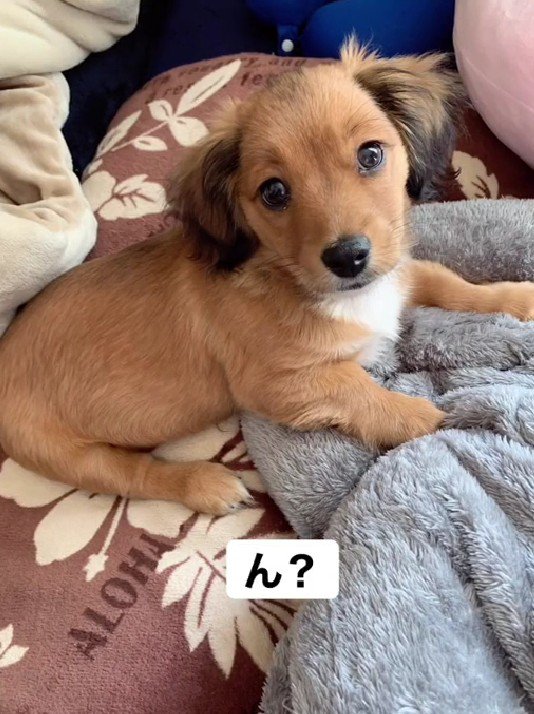 ん？黒が抜けてきた？