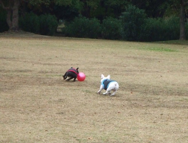 黒フレがボールと並んでいるボール遊びの写真