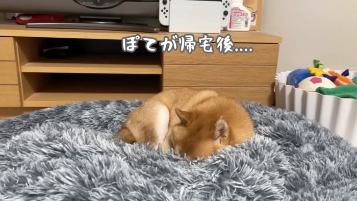 早々と寝てしまったうにちゃん