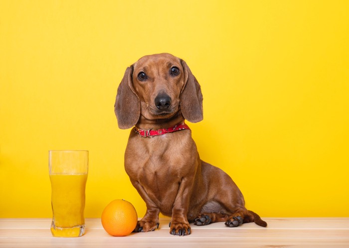 オレンジジュースが入ったグラスの横に座っている犬