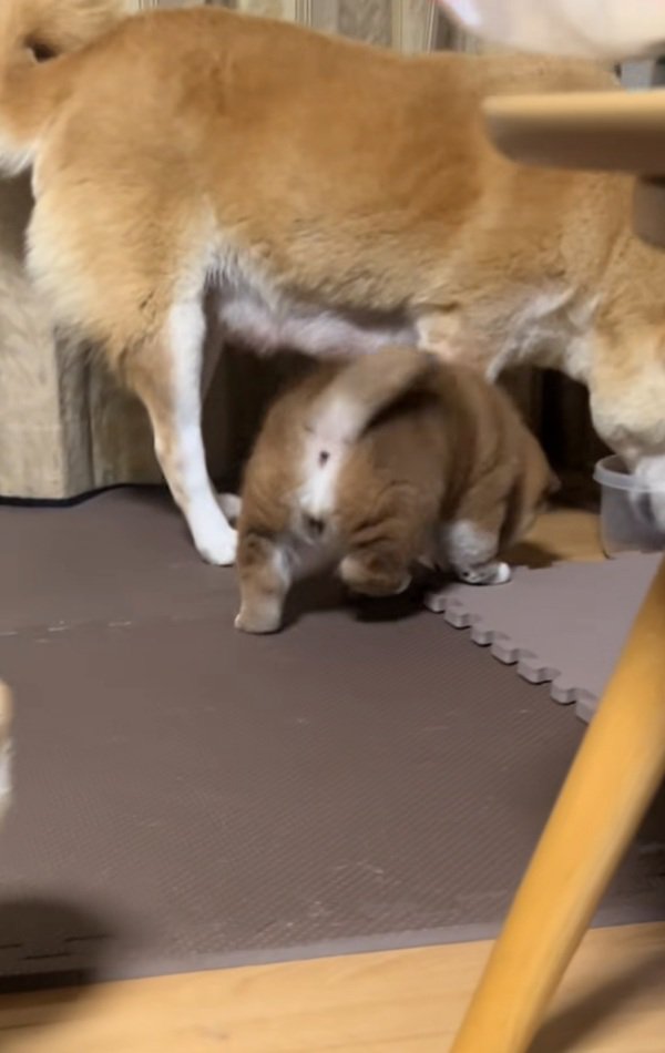 ごはんを食べる母犬