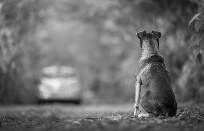 走り去る車を見つめる犬の後ろ姿