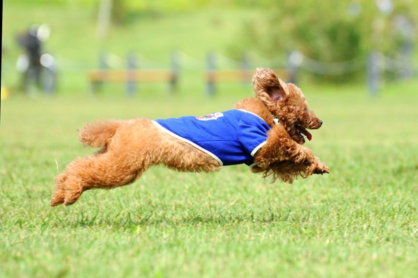 走る犬