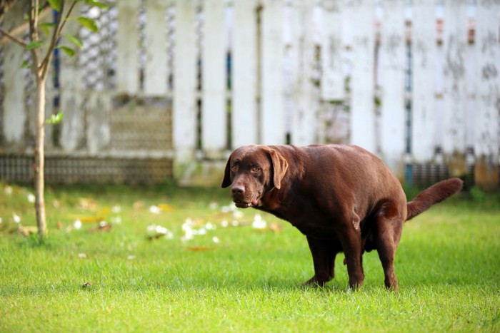 芝生の上で排泄中の犬