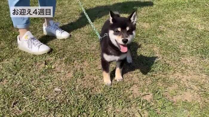 公園で遊ぶとらくん