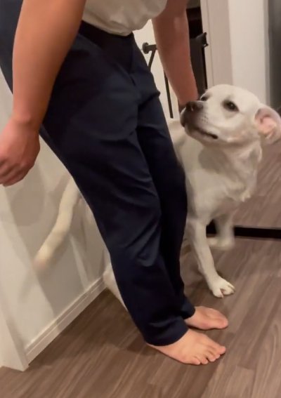喜ぶ大型犬
