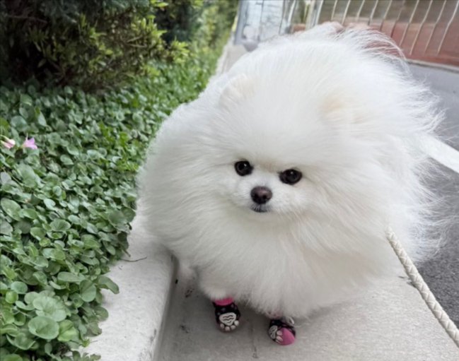 凛々しい