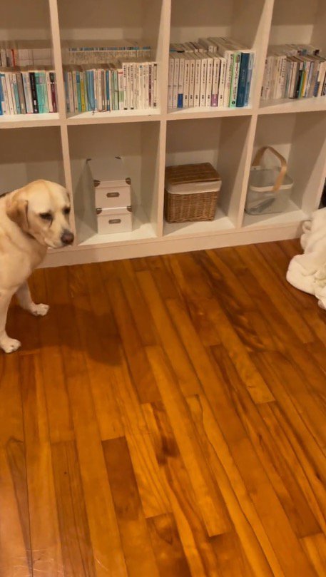 飼い主の方を振り向く犬