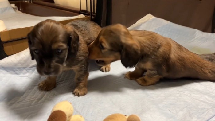 おもちゃを取られていじけるジャンボくん5