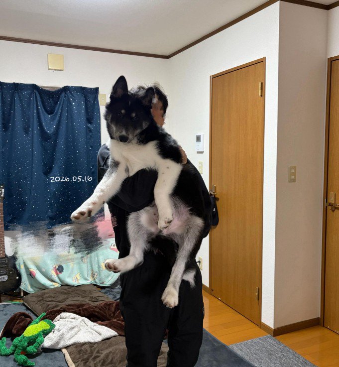 お迎え当時とは別犬のよう…！