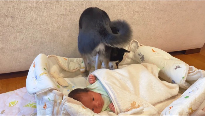 赤ちゃんの布団の中を歩く犬