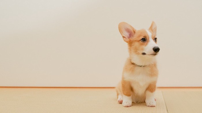 おすわりしている犬