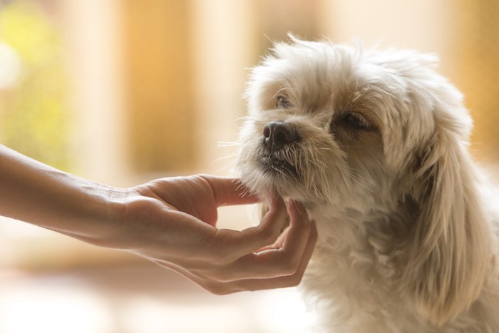 垂れ耳で長毛の白い犬のアゴに触れる飼い主